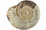 Jurassic Ammonite (Perisphinctes) - Madagascar #227483-1